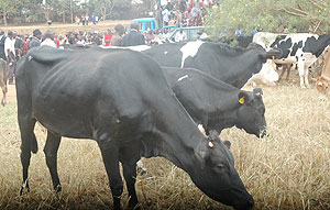 Some of the cows which were being distributed. (File photo)
