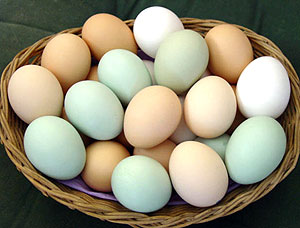 The poultry industry set for a big investment boost