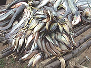 Different type of fish for Rwandan famers