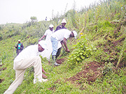 Residents joined by representatives of different projects duirng the tree planting day in Gishwati. 
