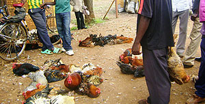 Hens suffering waiting for buyers in a local market.