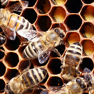 Honey bees buzy at work