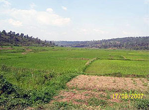A rice farm in Gisagara district. (File photo)