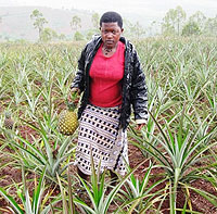 Through income generated from CRS and basket weaving, Franu00e7oise managed to buy an acre of land on which she planted pineapples.