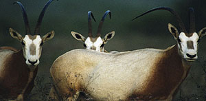 Scimitar-horned Oryx; currently listed as extinct in the wild, was once one of the most common large mammals of northern Africa. Overhunting for the animalu2019s meat, hide and magnificent horns, combined with habitat loss, caused major declines in the specie