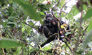 ANOTHER LEASE OF LIFE:  These chimpanzees will benefit from the Giswati reforastation. (Courtesy photo)