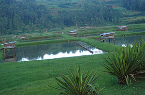Some of the fish ponds to be stocked  with imported fingerlings. (file photo)