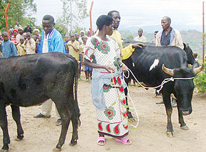 The beneficiaries recieving the cows  from the donors. (Photo: B. Mukombozi)