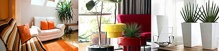 L-R : Plants should be placed in a room with sufficient natural light ; Where possible, combine a collection of plants in corresponding flower pots to fill a bare space ;Elevate freshness in a room by placing plants on a table in unique flower pots.