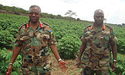 Gen Gatsinzi (L) and brig. Ibambasi  inspecting a cassava plantation in Bugesera yesterday.