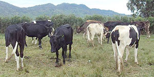 Some of the cows that were re-distributed to local leaders yesterday in Karongi district. (Photo / S. Nkurunziza)