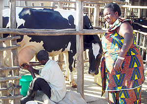Alphonsine Mwubahamana looks on as a man milks one of her cows.(Photo / P. Ntambara)