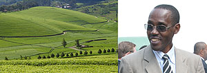 L-R : Tea plantation in Gisovu ; Antoine Butera, the Director General of Ocir-Thu00e9 (File photo)