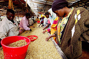 Sorting coffee. Growth is being led by a revitalised agricultural sector.