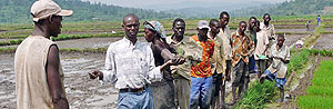 Farmers inspect a rice field. (Photo: S. Rwembeho)