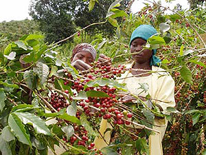 Coffee farming support is one of the gears to economic growth and development. (File photo)