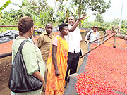 Farmers admiring drying pepper. (Photo: S. Rwembeho)