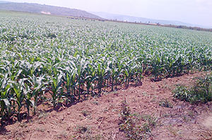 Maize plantation in Rwanda. (File photo)