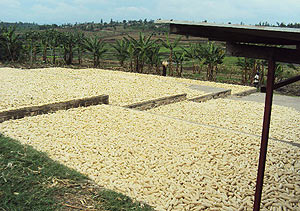 The farmers have been drying their maize on paved ground. 
