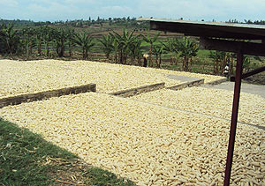 The farmers have been drying their maize on paved ground. 