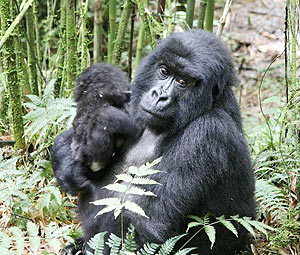 Rwandau2019s Number One tourist attraction, the Mountain Gorilla