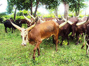 IMPOUNDED CATTLE: Some lacked identification tags contrary to directives. (Photo: S. Rwembeho)