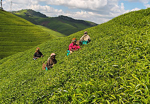 One of the tea plantations in Rwanda: Farmers demand for improved prices on each kilogram of green leaf . (File photo)