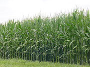 Maize fields in Eastern Province