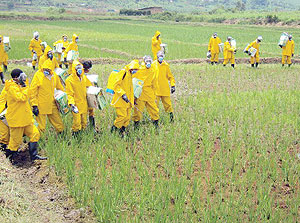 COPRORIZ: Ntende members spraying rice. (Photo/  D. Ngabonziza)
