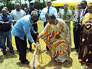 The Minister of Gender, Jeanne Au2019rc Mujawamariya, handing over one of the goats  (Photo; S. Rwembeho)