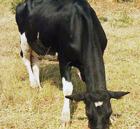 Exotic cows were mostly affected by outbreak of the diseases. (Photo: D. Ngabonziza)