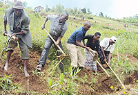 LEADS THE WAY: Karongi mayor Bernard Kayumba (centre) leads residents in digging up a trench to cub soil erosion. (Photo: S. Nkurunziza)