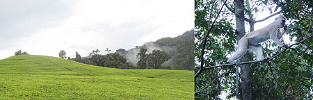 L-R : Clouds covering Cyanguguu2019s skies, while a women cultivates in a tea plantation ; Monkeys are a common sight in Nyungwe forest.
