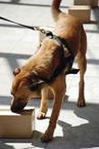 More sniffer dogs will facilitate police work