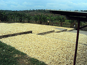 Maize crop ready for sale. (Photo: D. Ngabonziza)