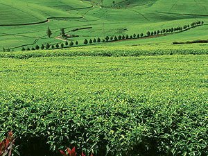 A tea estate in Rwanda (File Photo)