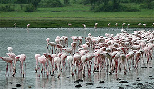 Flamingoes at Queen Elizabeth