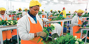 Flower prices on the international market declined by 15 percent last year. (Net Photo)