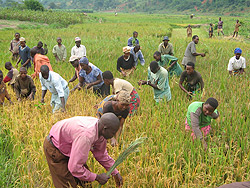 Locals in Kibungo earn living through working onRice paddy. (File photo)