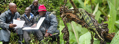 L-R : Dr. Kinani (C) with his team compiled data on the number of gorillas in the Great Virunga Massif ; The Virunga mountains are habitat to a variety of animal species.