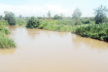 The heavy rains swept away hundreds of  hectares of maize farms.(Photo: D. Ngabonziza)
