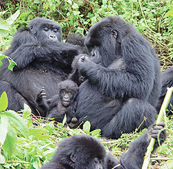 Following the recent death of four gorillas, RDB has embarked on an exercise to closely monitor the primates to avoid any more deaths. (File photo)