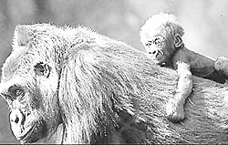 Mountain gorillas are one of Rwandau2019s top tourism revenue earner. (File photo)