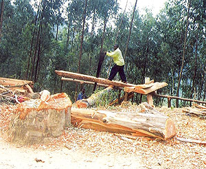 Falling of trees for Timber has contributed to deforestation in some parts of the country. (File photo)