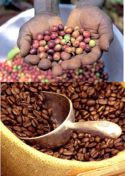 Coffee beans