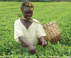 Tea farm gate prices rose in the 1st quarter (File photo)