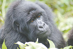 Mountain Gorilla