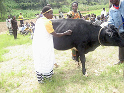 One of the beneficiaries after receiving her cow. (Photo: B. Mukombozi)