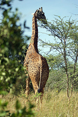 Giraffs are one of the common wildlife species protected in Rwanda.