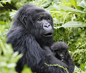 Gorillas are beautiful and deserve our protection.